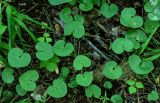 Asarum europaeum