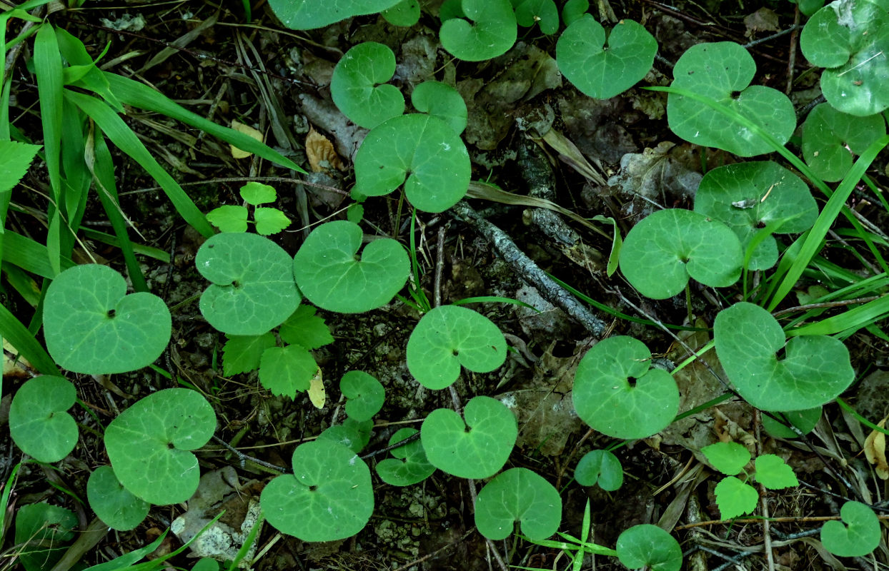 Изображение особи Asarum europaeum.