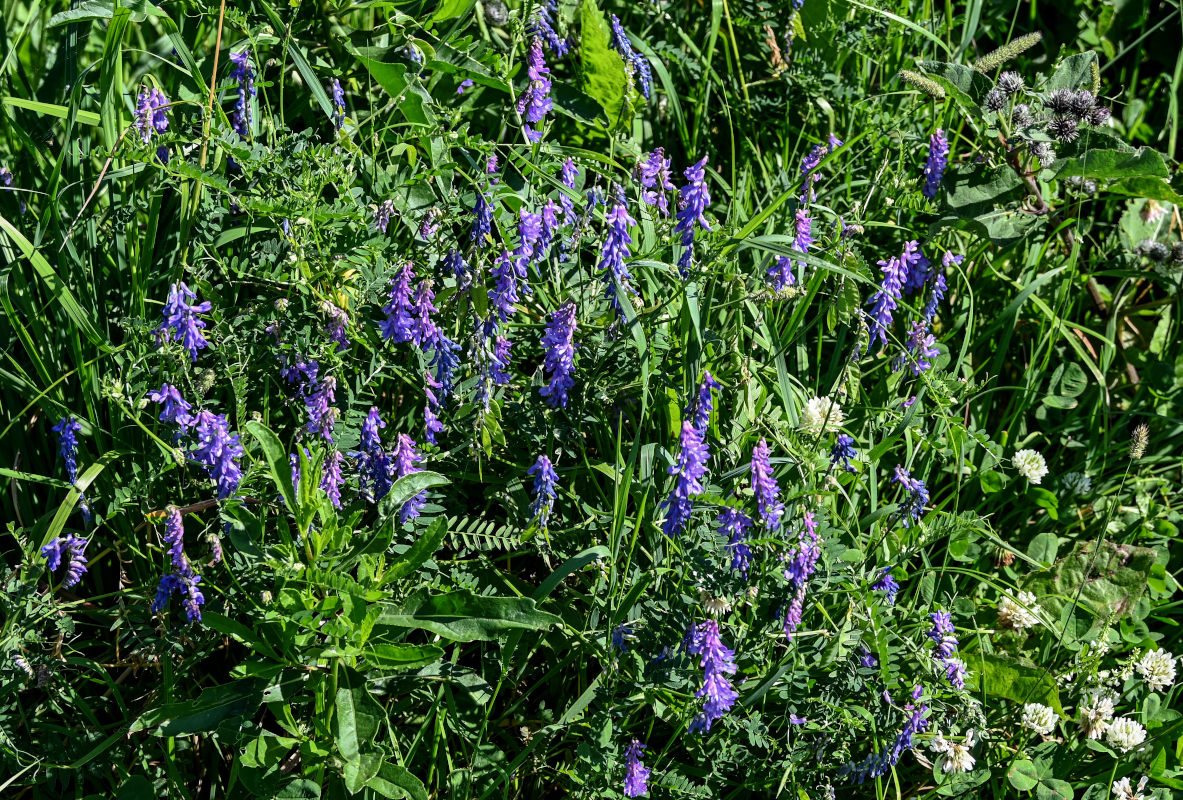 Image of Vicia cracca specimen.