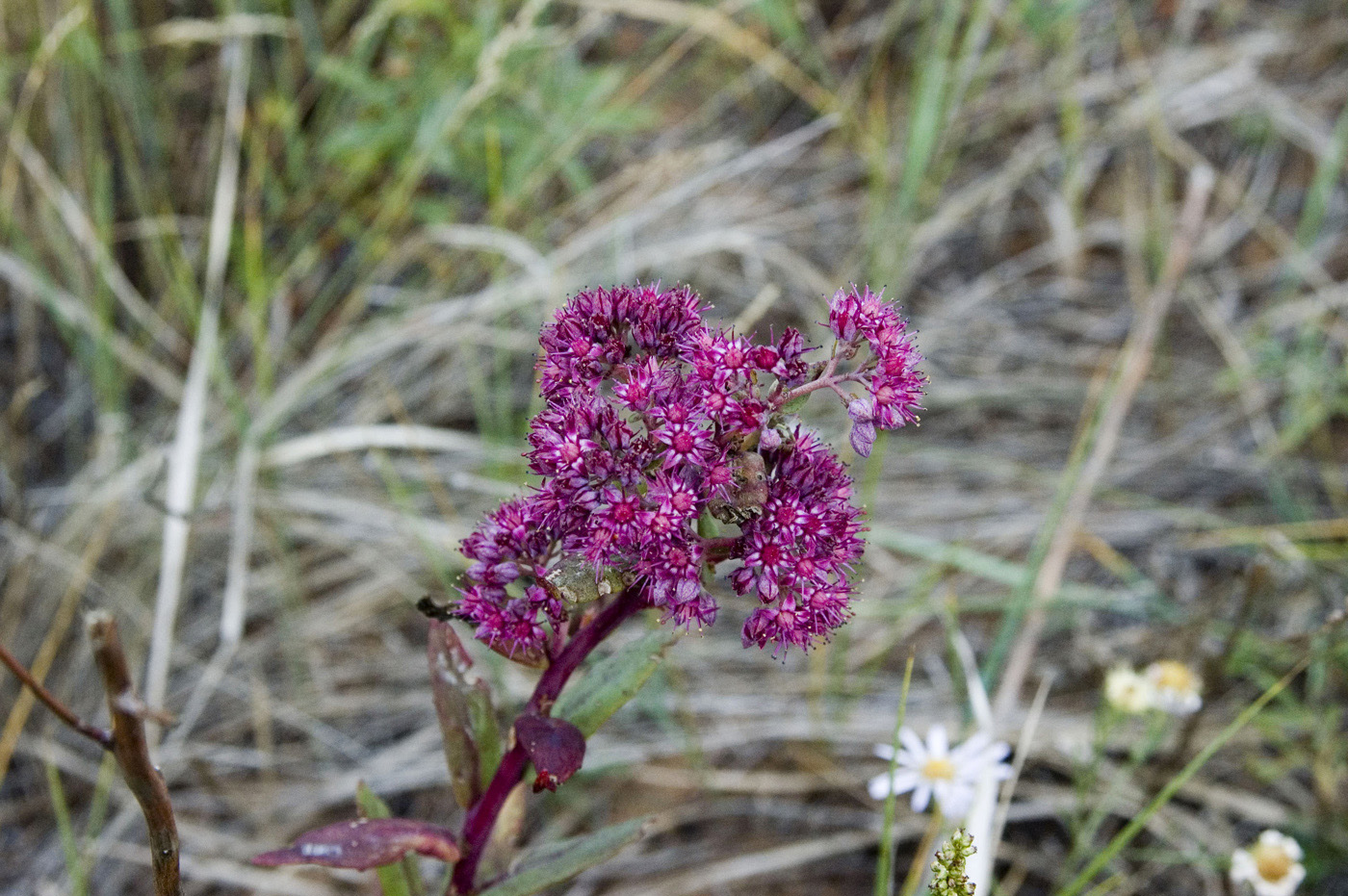 Image of Hylotelephium triphyllum specimen.