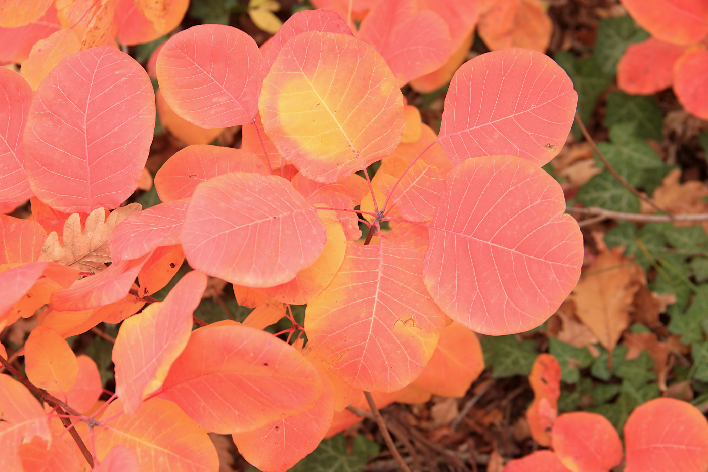 Изображение особи Cotinus coggygria.