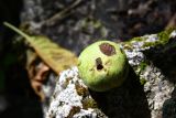 Juglans regia. Опавший незрелый плод с повреждённой корочкой. Таджикистан, Гиссарский хр., басс. р. Варзоб, ущ. р. Кондара, ≈ 1400 м н.у.м., старовозрастной орешник в поясе чернолесья. 23 июня 2024 г.