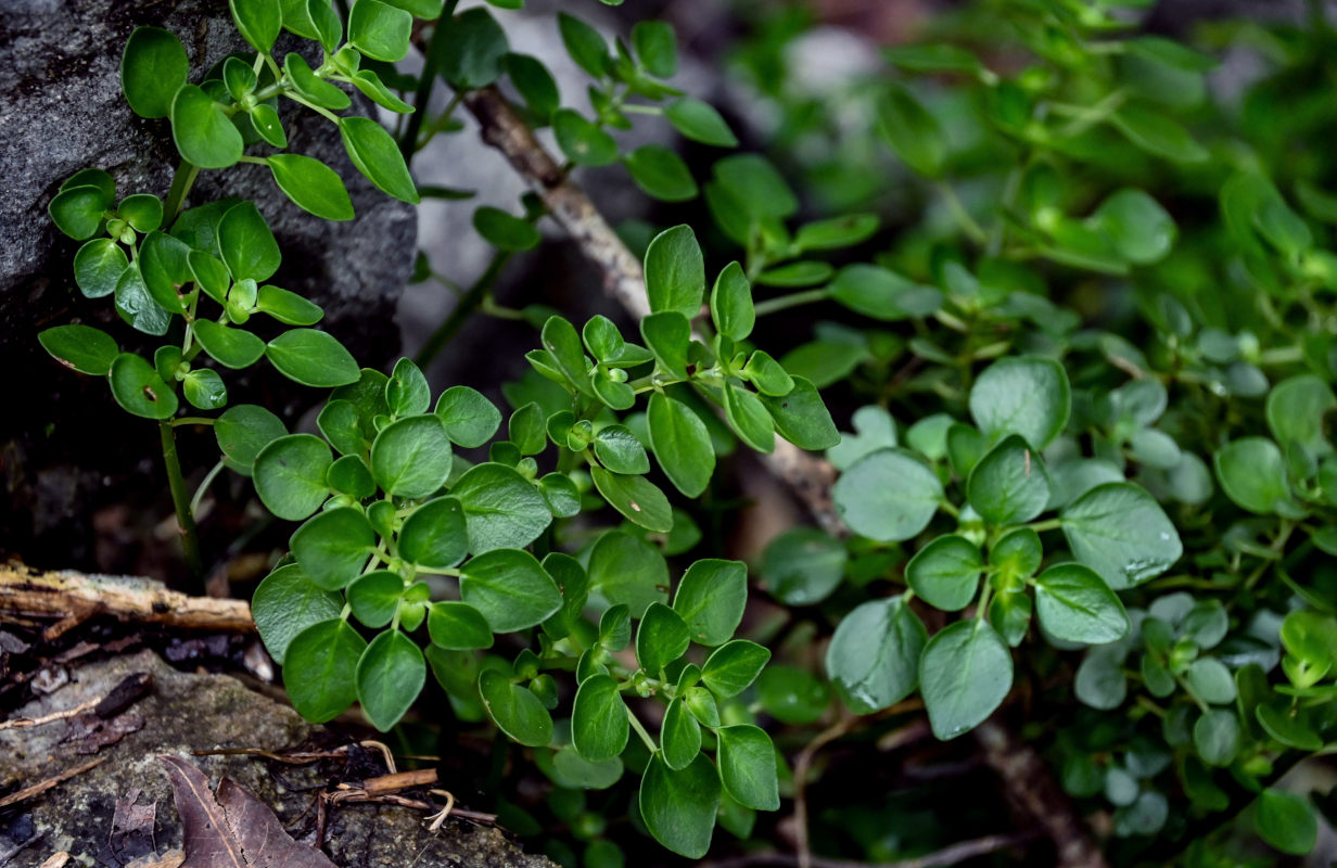 Изображение особи Pilea sinocrassifolia.