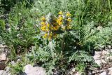 Phlomoides speciosa