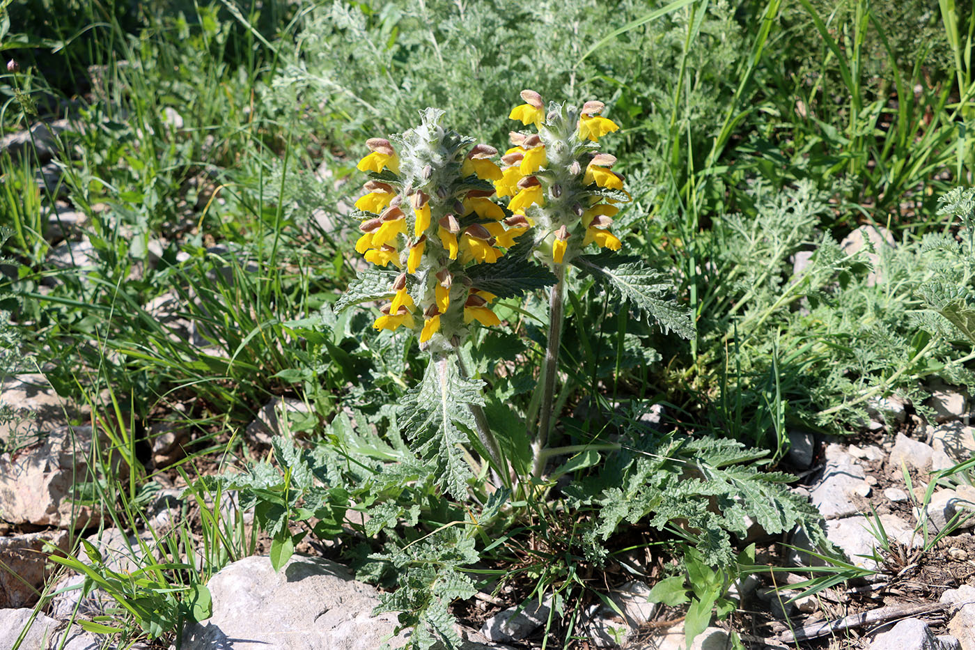 Изображение особи Phlomoides speciosa.