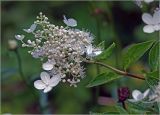 Hydrangea paniculata