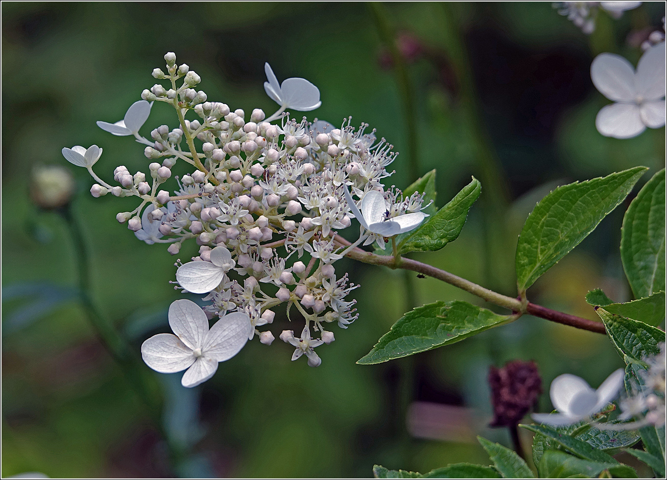 Изображение особи Hydrangea paniculata.