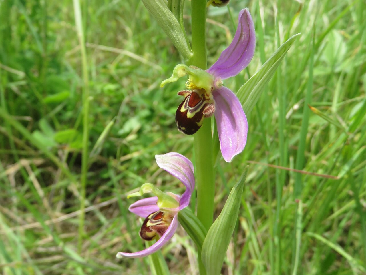 Изображение особи Ophrys apifera.