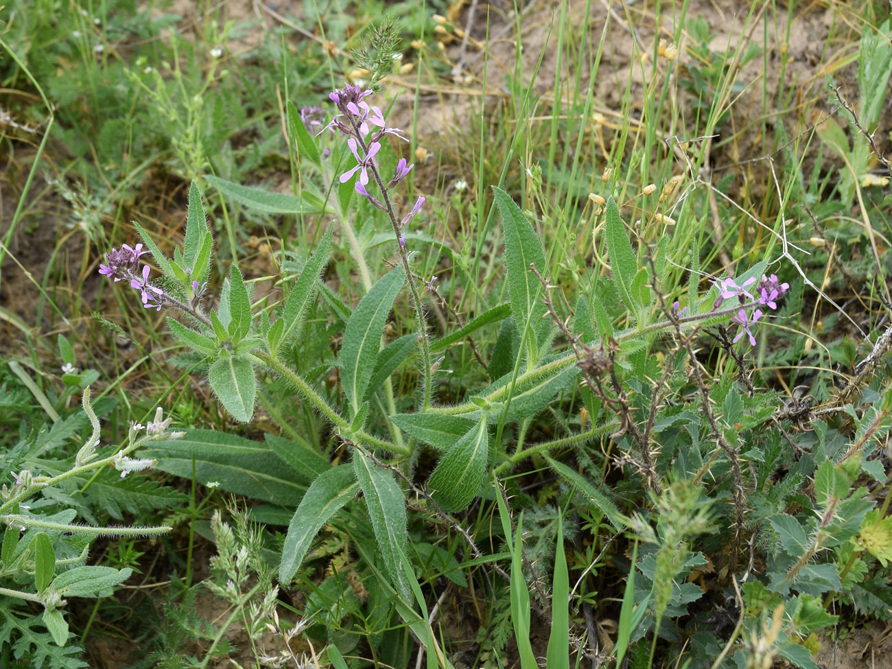 Изображение особи Strigosella turkestanica.