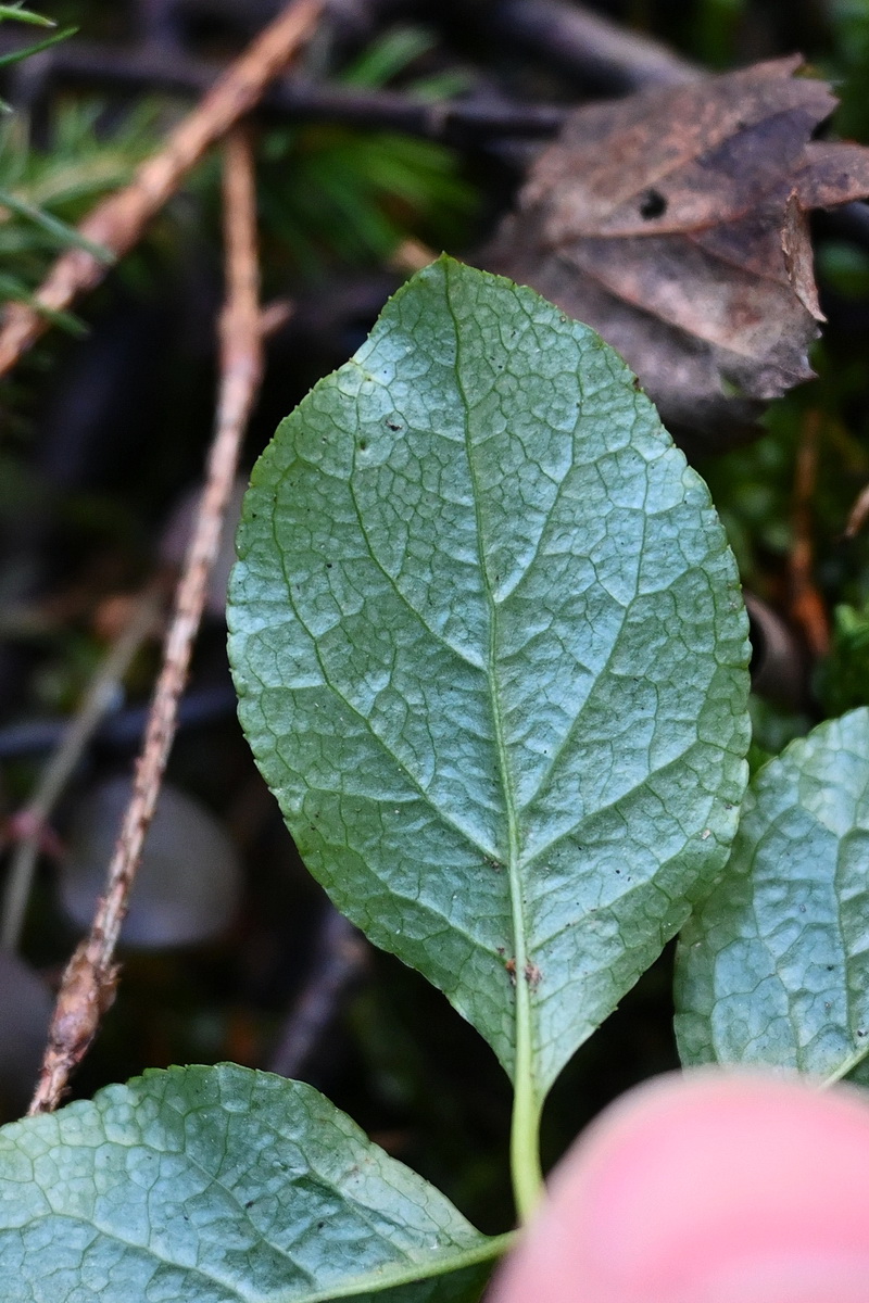 Image of Orthilia secunda specimen.