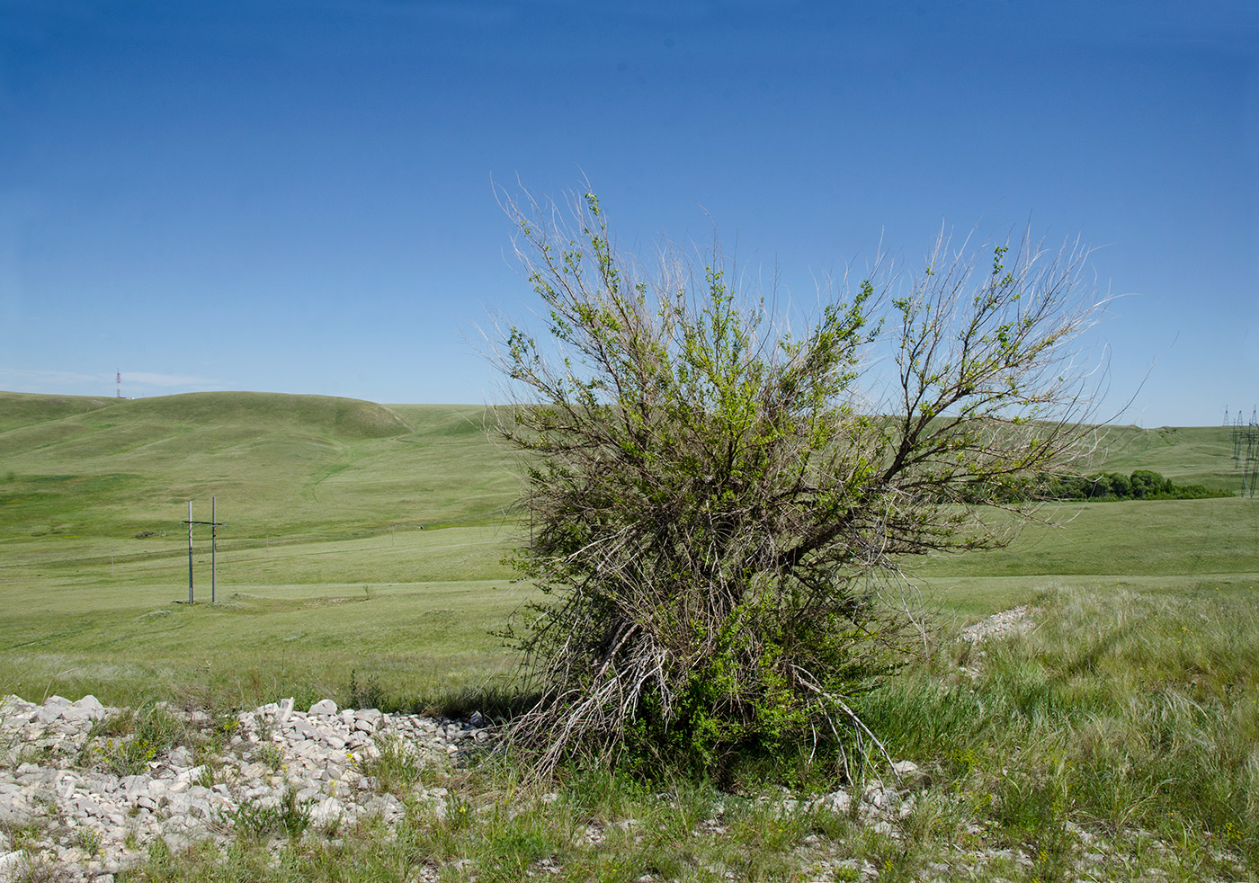 Image of Ulmus pumila specimen.