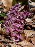 View full-size image Lathraea squamaria