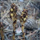 Смотреть изображение Hypopitys monotropa
