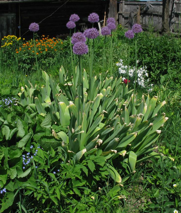 Image of Allium stipitatum specimen.