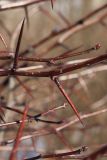 View full-size image Crataegus persimilis
