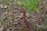 View full-size image genus Orobanche