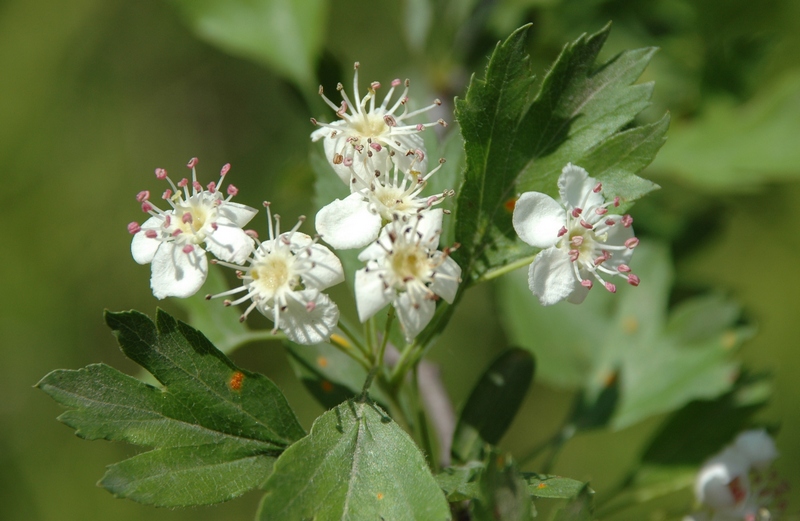 Image of Crataegus turkestanica specimen.