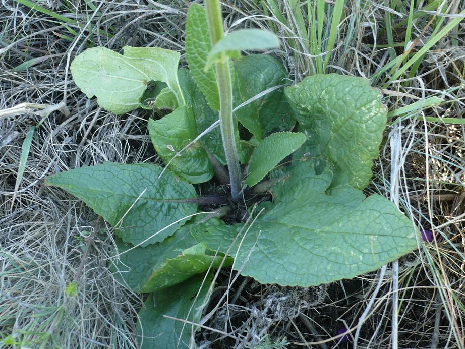 Image of Verbascum phoeniceum specimen.