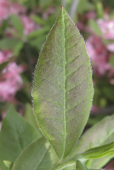 Image of Rhododendron roseum specimen.