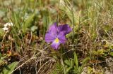 Viola oreades. Цветущее растение. Северный склон Эльбруса, урочище Ирахик-Тюз, выс. 2570 м н.у.м. Середина июня 2011 г.
