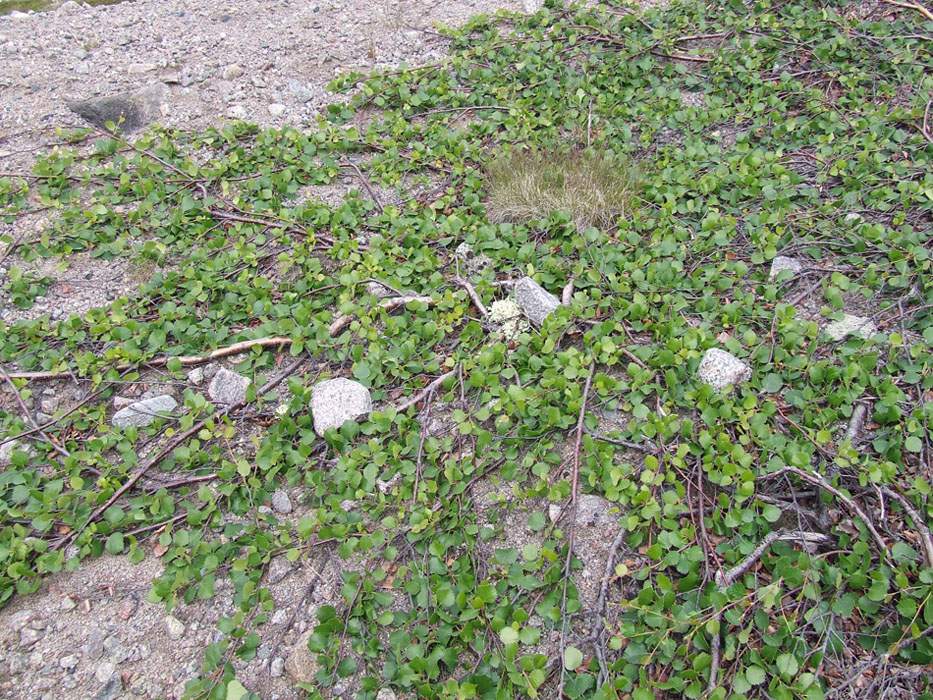 Image of Betula &times; kusmisscheffii specimen.