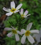 Hottonia palustris. Цветки. Курская обл., Железногорский р-н, с. Жидеевка, ур. \"Жидеевская дача\", пойма р. Свапа, дно канавы. 10 июля 2008 г.