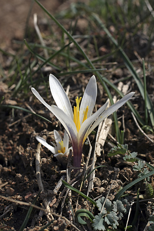 Image of Colchicum kesselringii specimen.