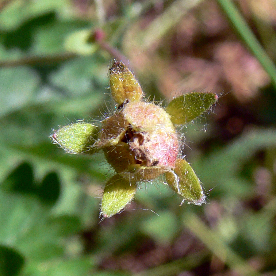 Изображение особи Potentilla crantzii.