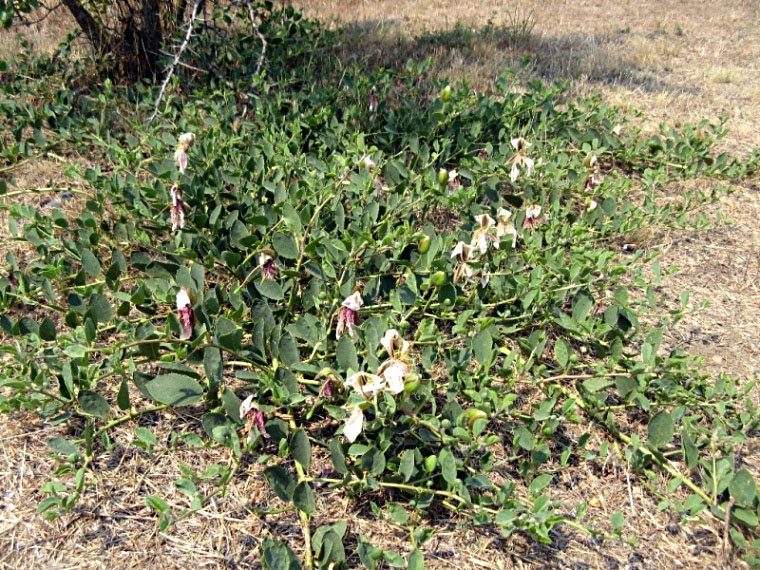 Image of Capparis herbacea specimen.