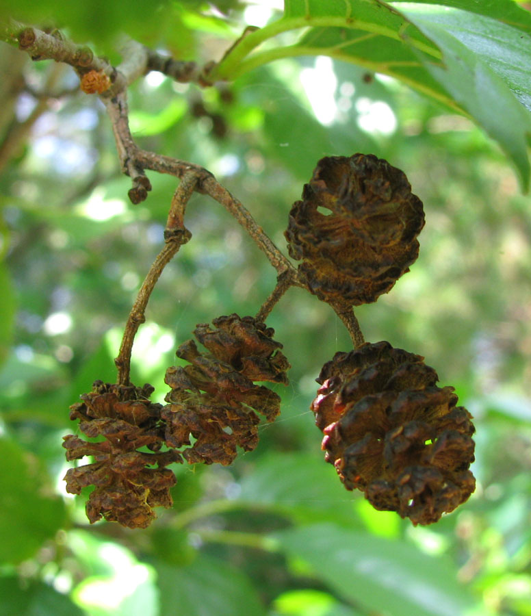 Image of Alnus glutinosa specimen.