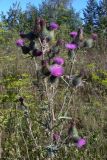 Cirsium vulgare. Верхушка цветущего растения. Свердловская обл., окр. г. Североуральск, Второй Северный, обочина дороги. 04.08.2011.