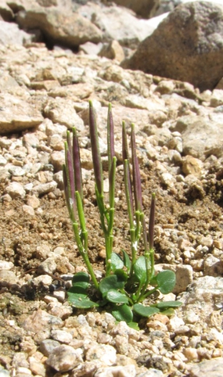 Image of Cardamine bellidifolia specimen.