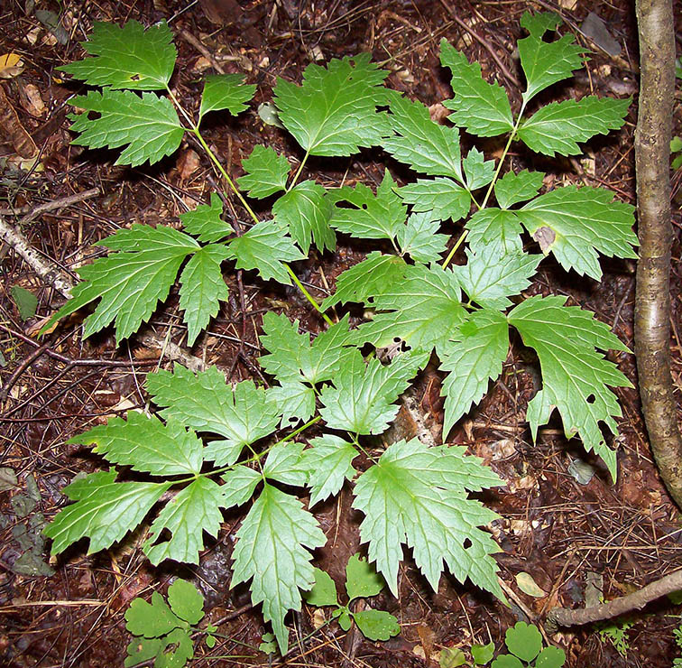 Image of Actaea spicata specimen.