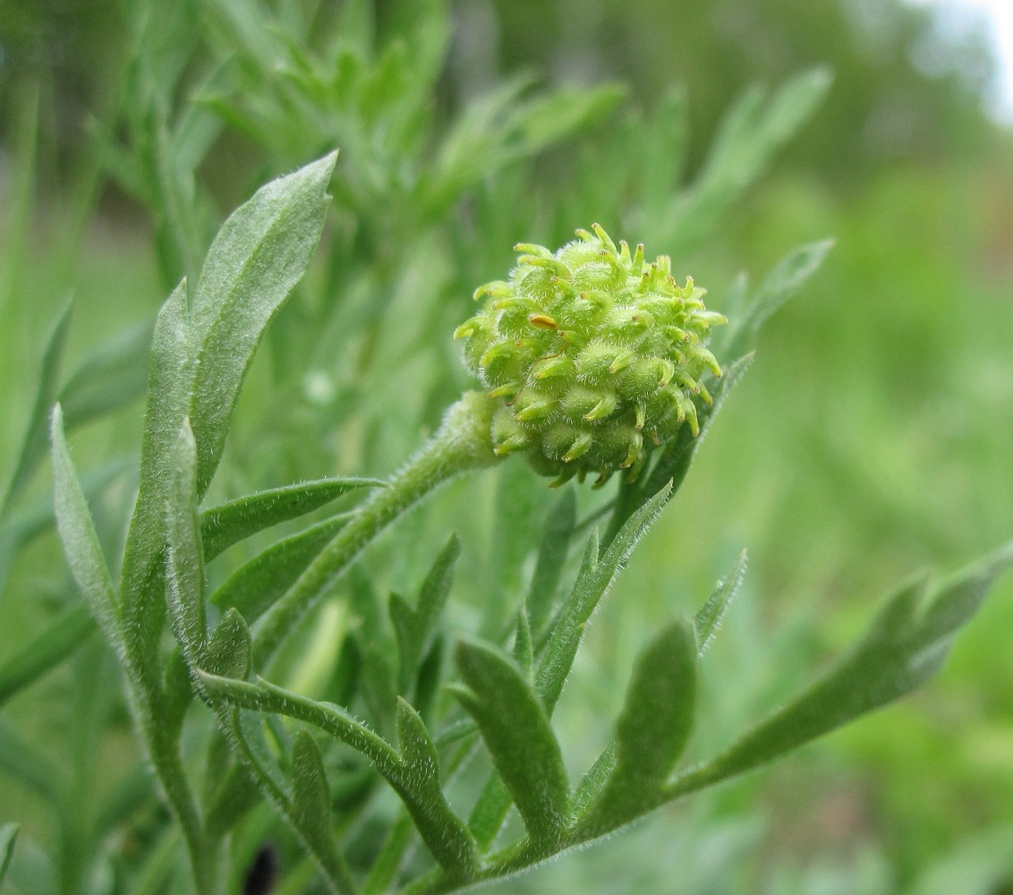 Image of Adonis villosa specimen.