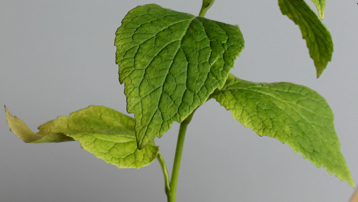 Image of Campanula latifolia specimen.