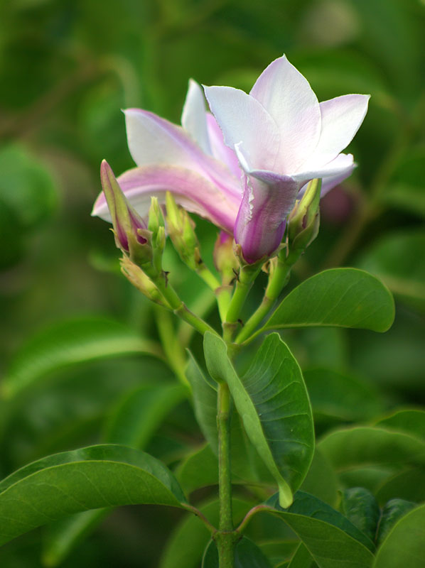 Image of Cryptostegia madagascariensis specimen.