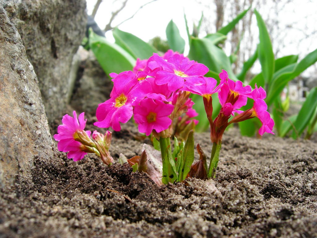 Image of Primula rosea specimen.