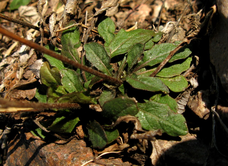 Изображение особи Crepis multicaulis.
