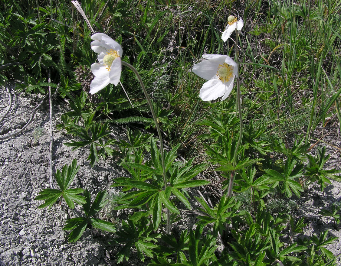 Image of Anemone sylvestris specimen.