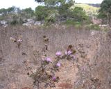 Cirsium phyllocephalum. Верхушка цветущего растения. Israel, Mount Carmel. Сентябрь 2006 г.