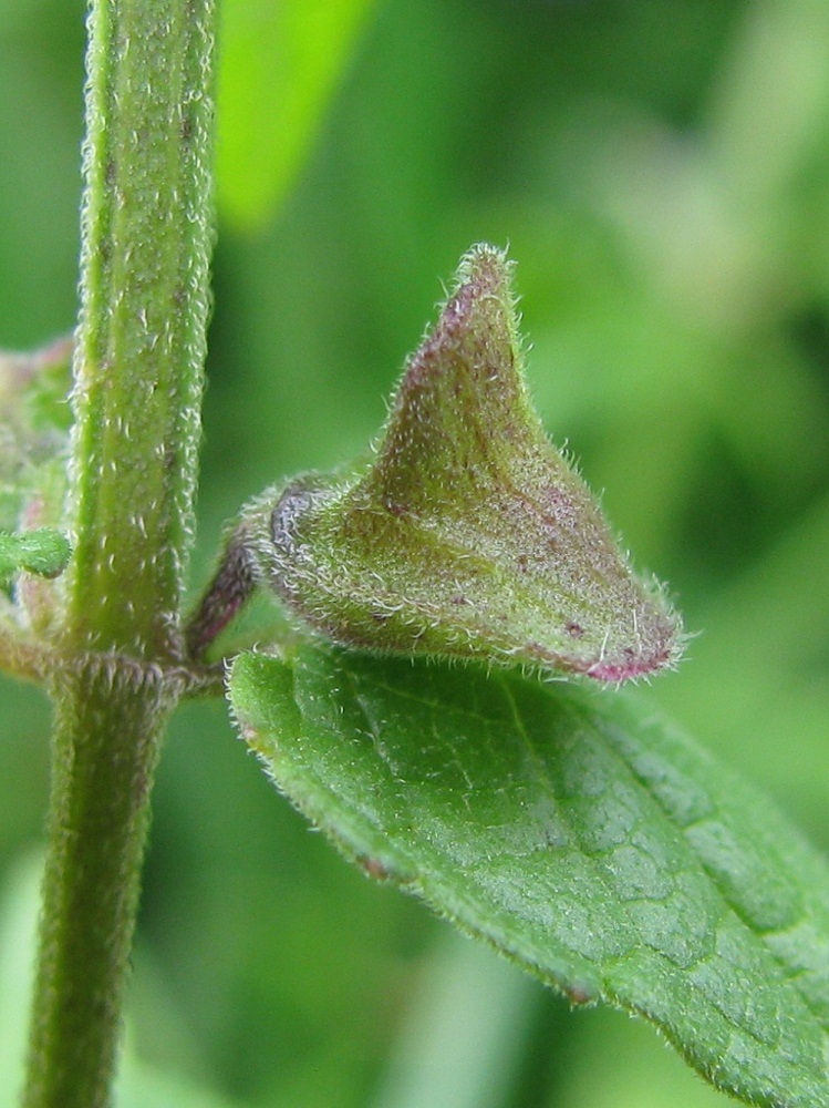 Image of Scutellaria galericulata specimen.