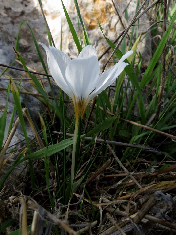 Image of Crocus hyemalis specimen.