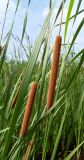 Typha domingensis. Соплодия и листья. Ростовская обл., Азовский р-н, дельта Дона, окр. хутора Узяк. 01.06.2012.