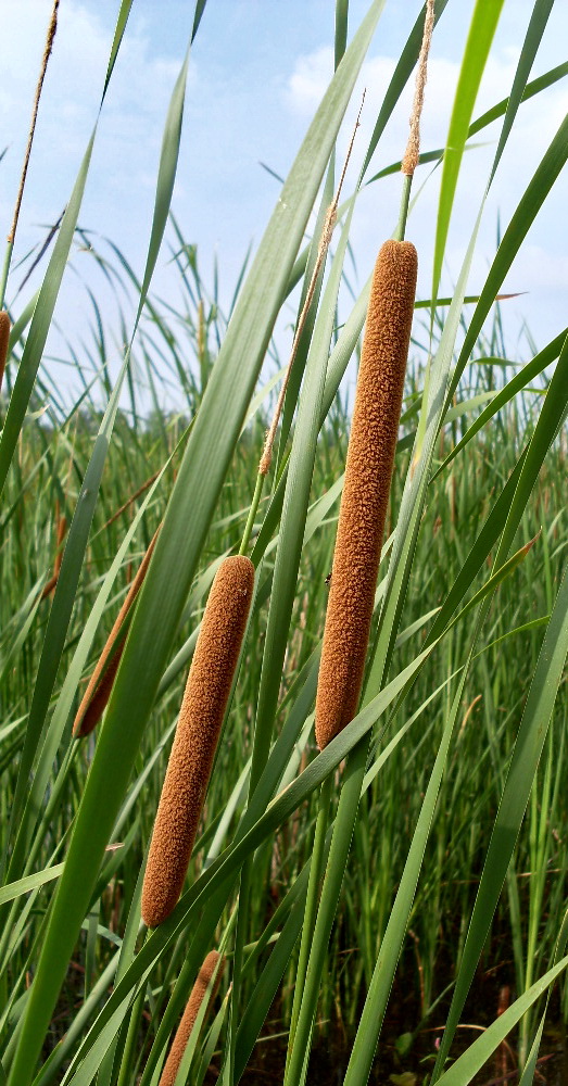 Image of Typha domingensis specimen.