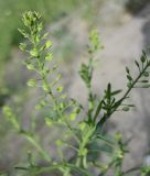 Lepidium ruderale