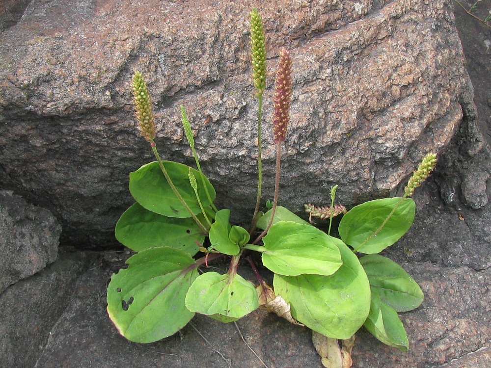 Image of Plantago uliginosa specimen.