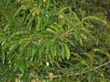 Quercus acutissima. Ветви с плодами. США, штат Мериленд, Роквилл, в уличном озеленении. 19 сентября 2007 г.