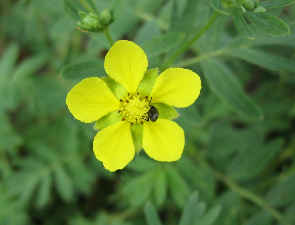 Изображение особи Potentilla bifurca.