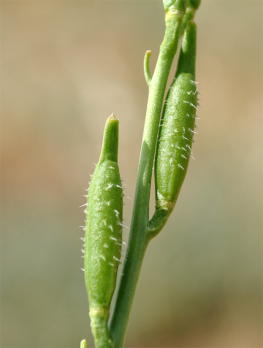 Изображение особи Eruca sativa.