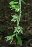 Epipactis muelleri. Часть соцветия. Крым, склон Долгоруковской яйлы, буковый лес. 5 июля 2013 г.